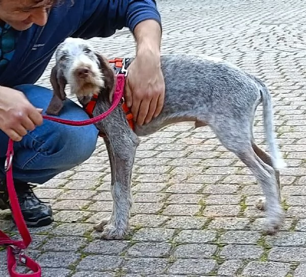 AGU' tenero cucciolo Spinone Italiano, 5 mesi | Foto 0