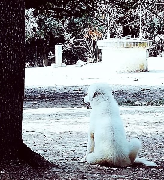 L3one, supremo cucciolo di PMA: TOP! | Foto 6