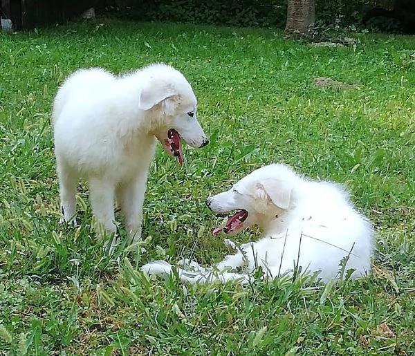 L3one, supremo cucciolo di PMA: TOP! | Foto 5