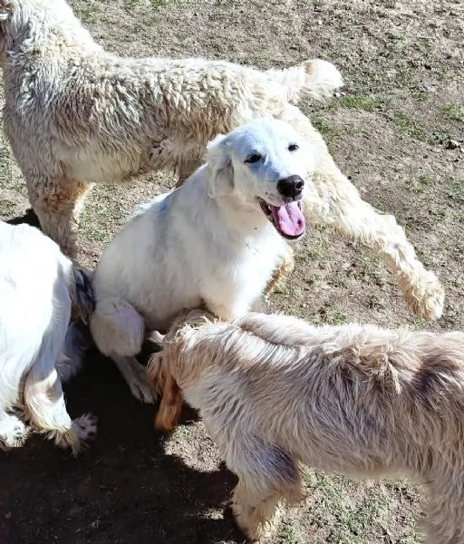 L3one, supremo cucciolo di PMA: TOP!