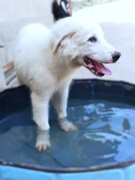 L3one, supremo cucciolo di PMA: TOP! | Foto 3