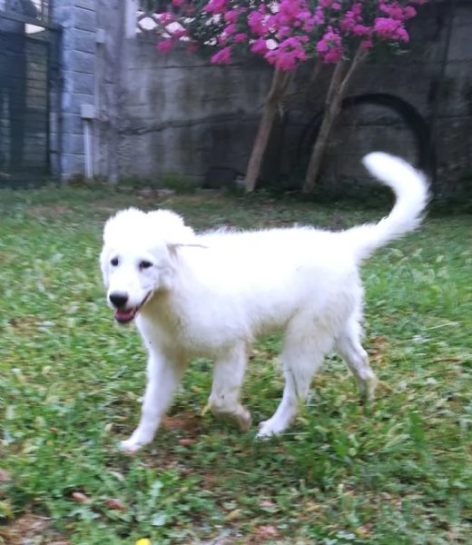 L3one, supremo cucciolo di PMA: TOP! | Foto 2