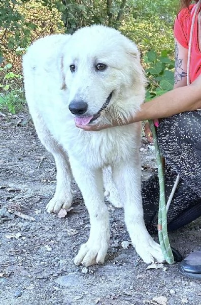 Geppo, cucciolone di PMA al miele