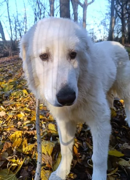 Geppo, cucciolone di PMA al miele | Foto 5