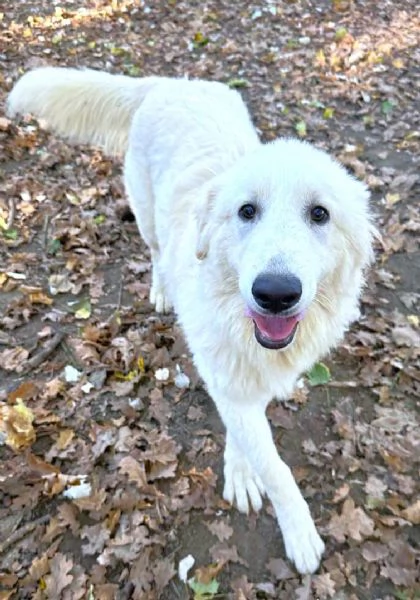 Geppo, cucciolone di PMA al miele | Foto 4
