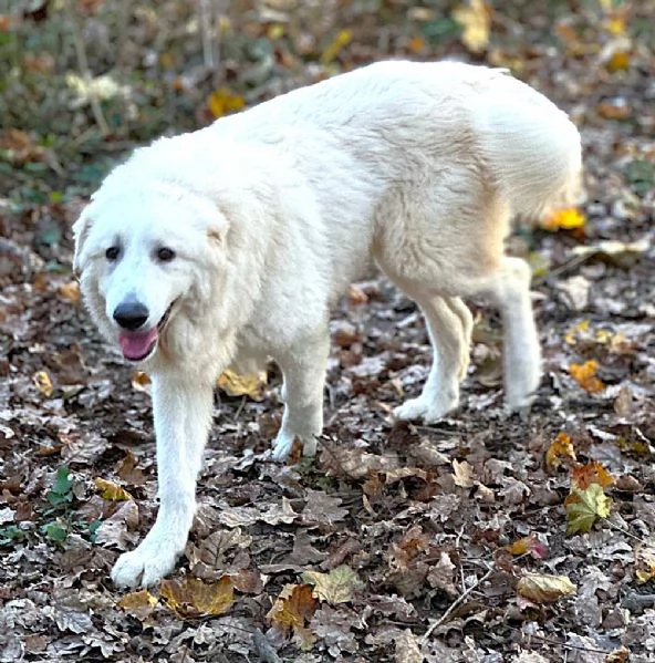 Geppo, cucciolone di PMA al miele | Foto 3