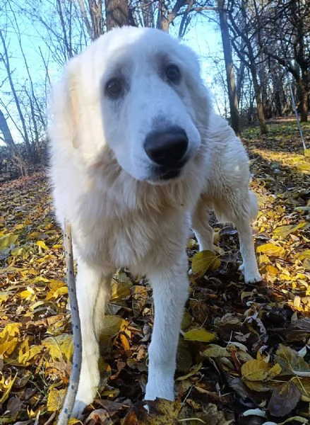Geppo, cucciolone di PMA al miele | Foto 2