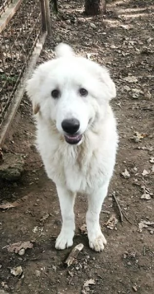 Geppo, cucciolone di PMA al miele | Foto 0