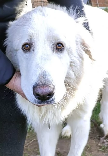 JACE cucciolone Patou raggio di luna: candido, tenero e buono