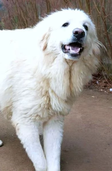 JACE cucciolone Patou raggio di luna: candido, tenero e buono | Foto 6