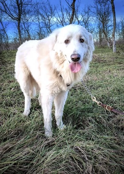 JACE cucciolone Patou raggio di luna: candido, tenero e buono | Foto 5