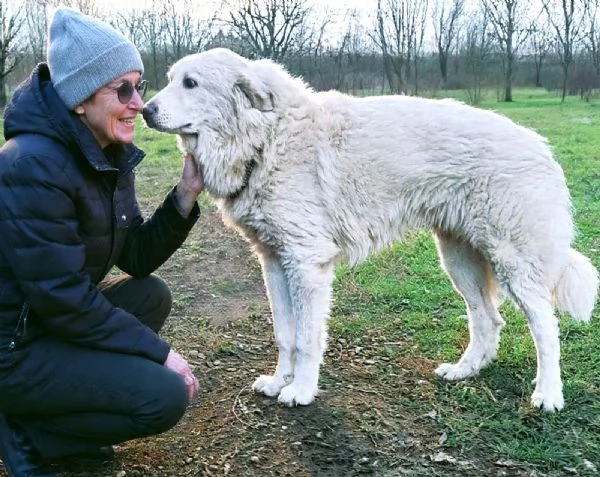 JACE cucciolone Patou raggio di luna: candido, tenero e buono | Foto 4