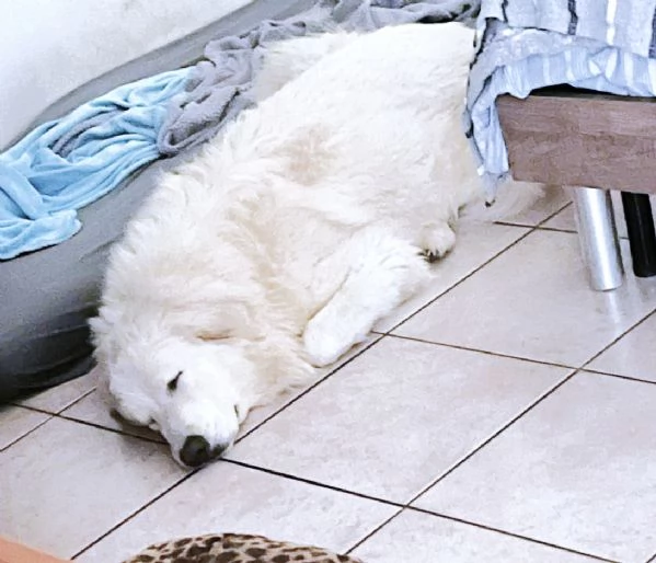 JACE cucciolone Patou raggio di luna: candido, tenero e buono | Foto 2