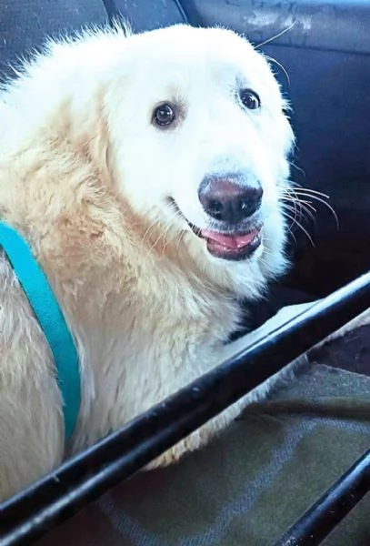 JACE cucciolone Patou raggio di luna: candido, tenero e buono | Foto 1