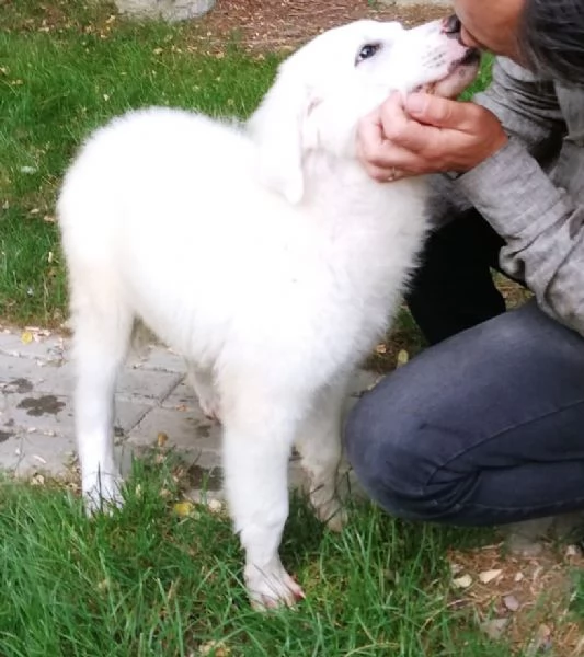 Giannino, candido e dolce cucciolo PMA in adozione | Foto 6