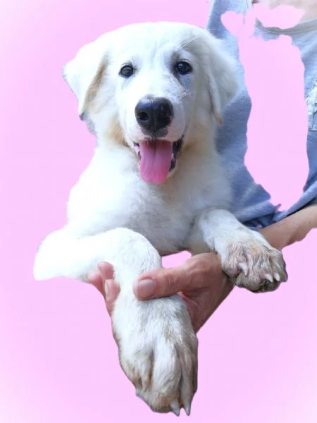 Giannino, candido e dolce cucciolo PMA in adozione | Foto 5