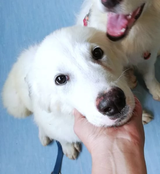 Giannino, candido e dolce cucciolo PMA in adozione | Foto 3