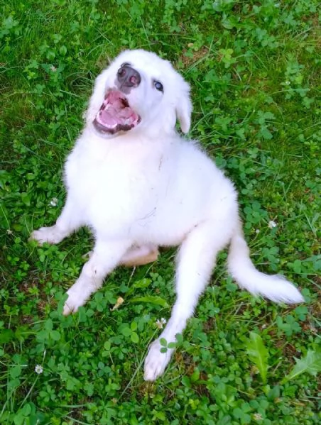 Giannino, candido e dolce cucciolo PMA in adozione | Foto 2