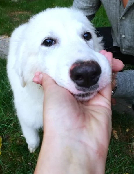 Giannino, candido e dolce cucciolo PMA in adozione | Foto 1