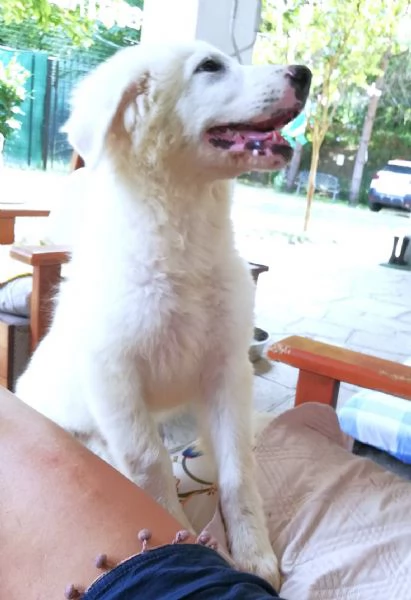 Giannino, candido e dolce cucciolo PMA in adozione | Foto 0