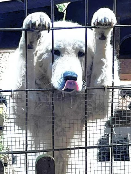 Candore e bellezza in adozione | Foto 6