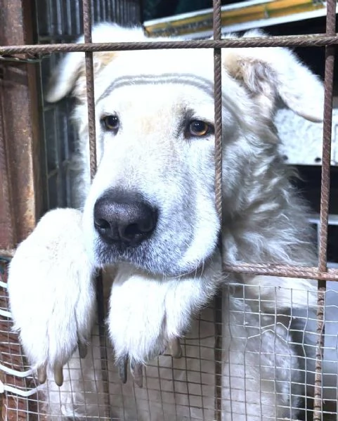 Candore e bellezza in adozione | Foto 1