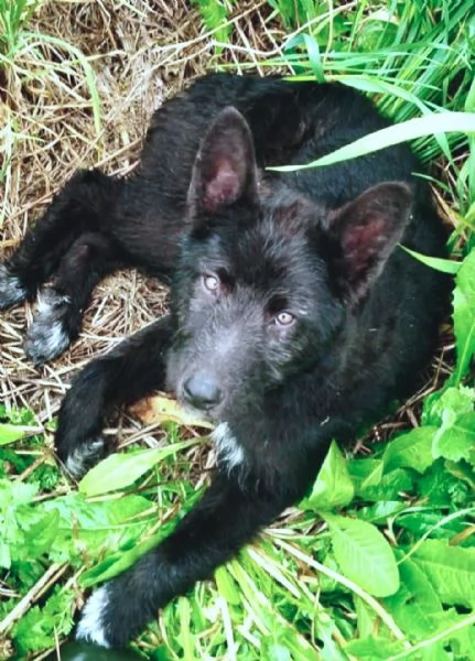 Impiego full time per cucciola Kiki, mix P. Belga-Cattle dog