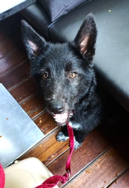 Impiego full time per cucciola Kiki, mix P. Belga-Cattle dog | Foto 6