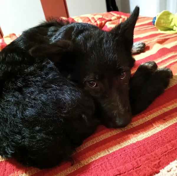 Impiego full time per cucciola Kiki, mix P. Belga-Cattle dog | Foto 2