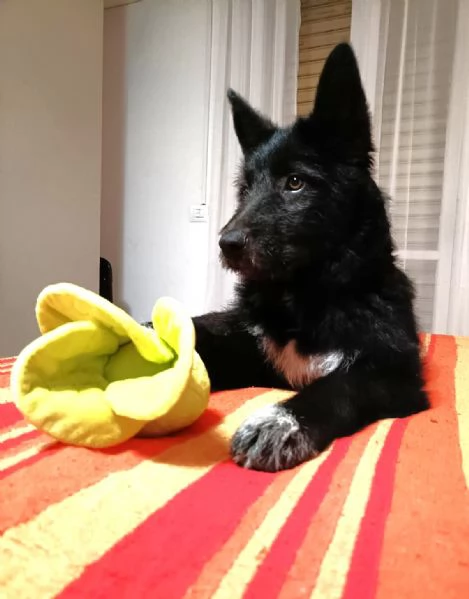 Impiego full time per cucciola Kiki, mix P. Belga-Cattle dog | Foto 1