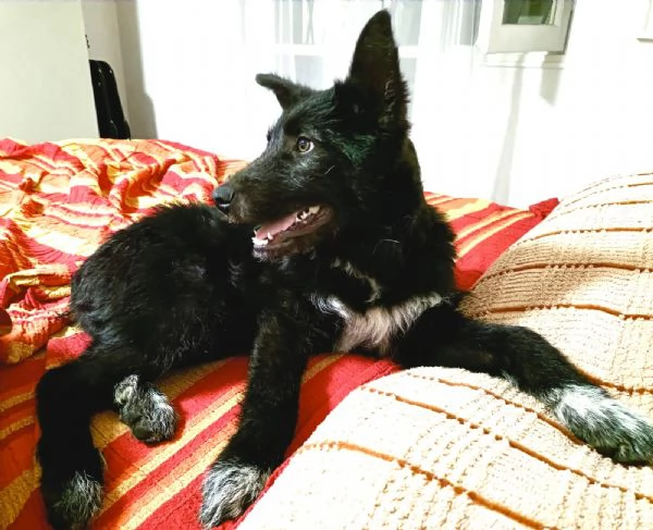 Impiego full time per cucciola Kiki, mix P. Belga-Cattle dog | Foto 0