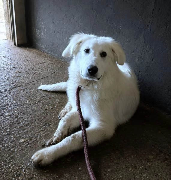BRENNO raggiante cucciolo mix Pastore Maremmano Abruzzese, 5 mesi | Foto 6