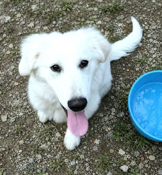BRENNO raggiante cucciolo mix Pastore Maremmano Abruzzese, 5 mesi | Foto 5