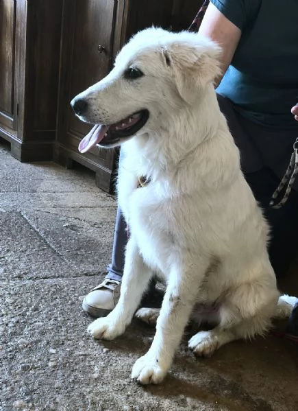 BRENNO raggiante cucciolo mix Pastore Maremmano Abruzzese, 5 mesi | Foto 4