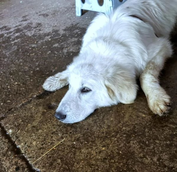 BRENNO raggiante cucciolo mix Pastore Maremmano Abruzzese, 5 mesi | Foto 2