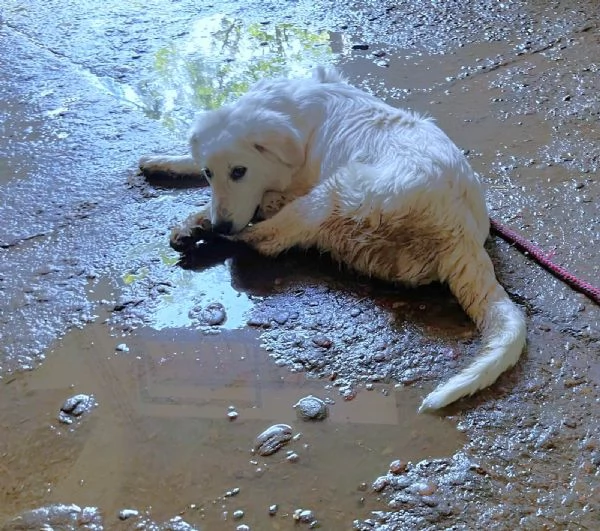 BRENNO raggiante cucciolo mix Pastore Maremmano Abruzzese, 5 mesi | Foto 0