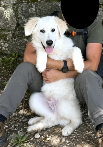 BRENNO raggiante cucciolo mix Pastore Maremmano Abruzzese, 5 mesi