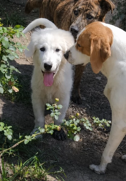ASTRO, cucciolo PMA 3 mesi futuro GIGANTE | Foto 3