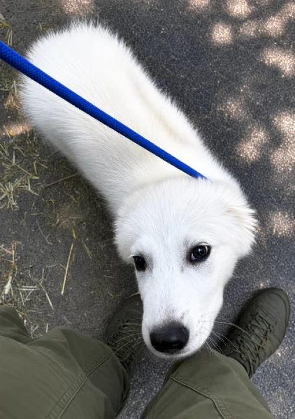 ASTRO, cucciolo PMA 3 mesi futuro GIGANTE | Foto 1