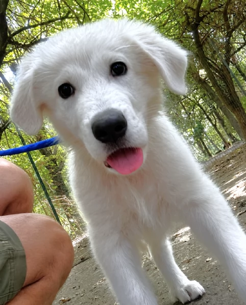ASTRO, cucciolo PMA 3 mesi futuro GIGANTE