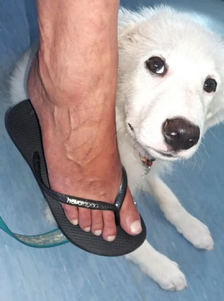 Pif, cucciolo straordinario con naso a cuore  | Foto 6