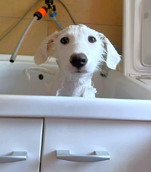 Pif, cucciolo straordinario con naso a cuore  | Foto 5