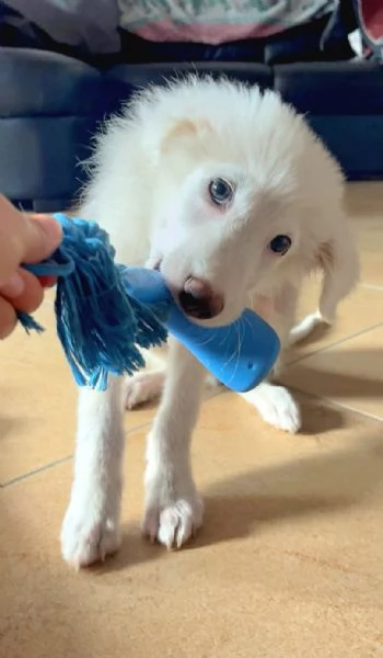 Pif, cucciolo straordinario con naso a cuore  | Foto 4