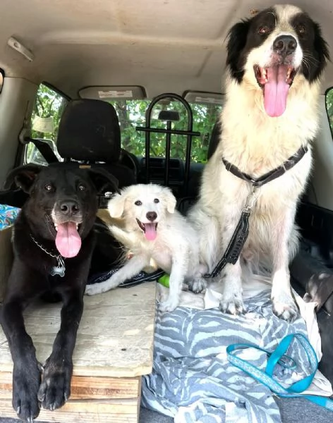 Pif, cucciolo straordinario con naso a cuore  | Foto 3
