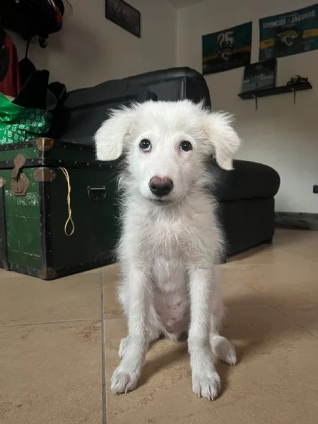 Pif, cucciolo straordinario con naso a cuore  | Foto 2