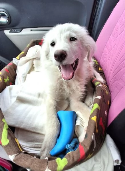 Pif, cucciolo straordinario con naso a cuore  | Foto 1