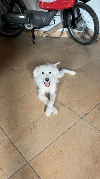 Pif, cucciolo straordinario con naso a cuore  | Foto 0