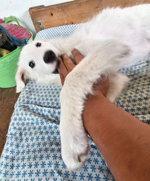 Ciao sono PIF, cucciolo col tartufo a forma di cuore | Foto 4