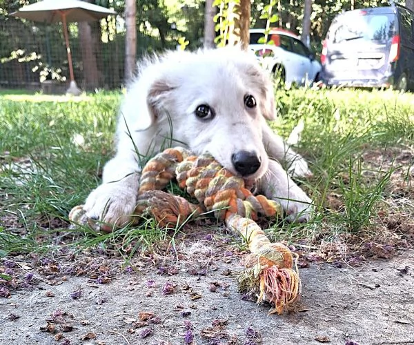Ciao sono PIF, cucciolo col tartufo a forma di cuore | Foto 3