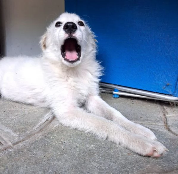 Ciao sono PIF, cucciolo col tartufo a forma di cuore